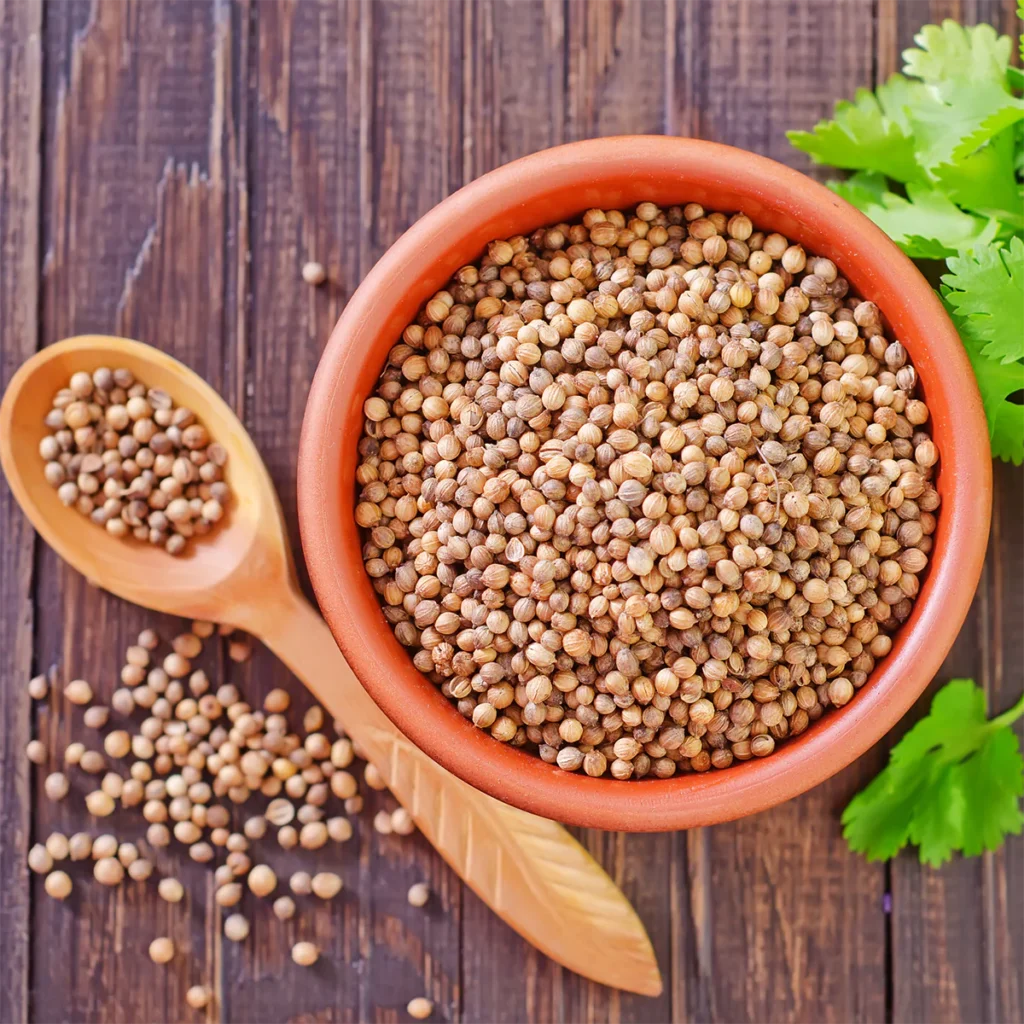 Coriander Seeds exporter in jharkhand